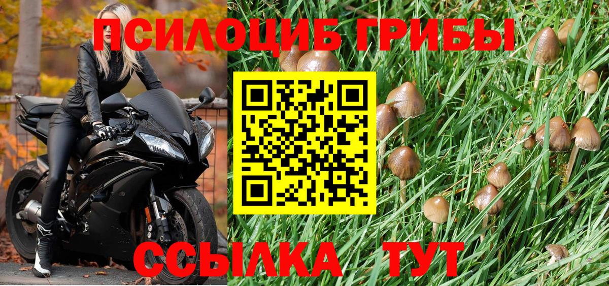Галлюциногенные грибы Psilocybe Александров